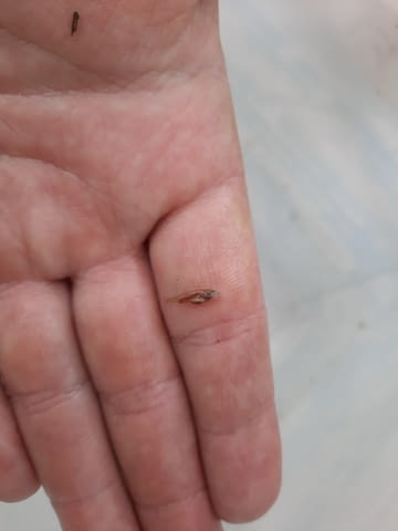 Зарибител и личинки шаран Риба - град Бургас | Селскостопански Животни - снимка 8