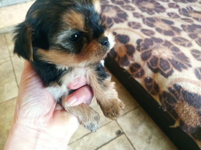 Йоркш териерчета Йоркширски териер, 2 месеца, За разплод - Да - град Габрово | Кучета - снимка 2