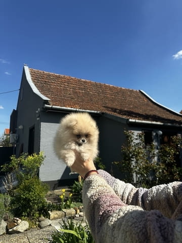 Померански шпиц кученца Померан (Малък английски шпиц), Ваксинирано - Да, Обезпаразитено - Да - град Извън България | Кучета - снимка 1