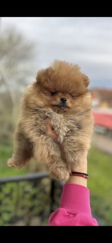 Померански шпиц кученца Померан (Малък английски шпиц), Ваксинирано - Да, Обезпаразитено - Да - град Извън България | Кучета - снимка 3