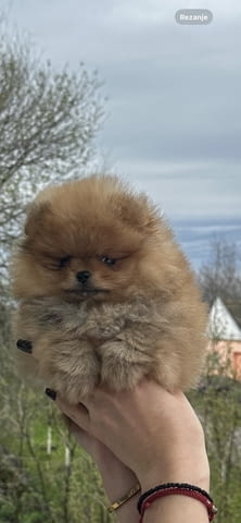 Померански шпиц кученца Померан (Малък английски шпиц), Ваксинирано - Да, Обезпаразитено - Да - град Извън България | Кучета - снимка 5