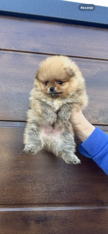 Померански шпиц кученца Померан (Малък английски шпиц), Ваксинирано - Да, Обезпаразитено - Да - град Извън България | Кучета - снимка 7