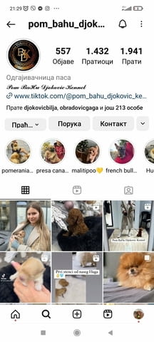 Померански шпиц кученца Померан (Малък английски шпиц), Ваксинирано - Да, Обезпаразитено - Да - град Извън България | Кучета - снимка 9