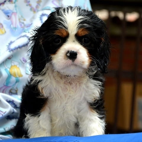 Кавалер Кинг Чарлз шпаньол - бленхайм и трикольор, град Извън България | Кучета - снимка 6