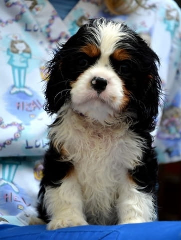 Кавалер Кинг Чарлз шпаньол - бленхайм и трикольор, град Извън България | Кучета - снимка 7