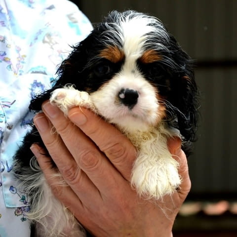 Кавалер Кинг Чарлз шпаньол - бленхайм и трикольор, град Извън България | Кучета - снимка 8