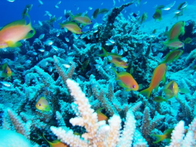 Почивка в ЕГИПЕТ–ШАРМ ЕЛ ШЕЙХ за всички възрасти за 7 нощи на Аll Inclusive - снимка 1