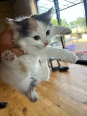 Домашни Котенца Ангорски, Обезпаразитени с Хигиенни Навици, с Доставка до Вас - снимка 1