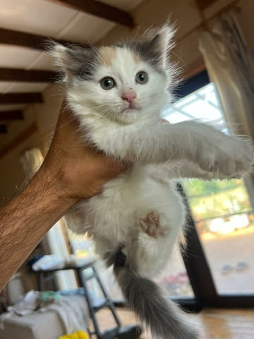 Домашни Котенца Ангорски, Обезпаразитени с Хигиенни Навици, с Доставка до Вас - снимка 2