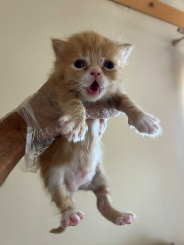 Домашни Котенца Ангорски, Обезпаразитени с Хигиенни Навици, с Доставка до Вас - снимка 4