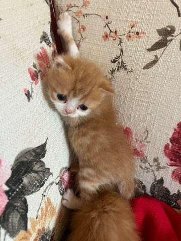 Домашни Котенца Ангорски, Обезпаразитени с Хигиенни Навици, с Доставка до Вас - снимка 5