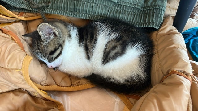 Домашни Котенца Ангорски, Обезпаразитени с Хигиенни Навици, с Доставка до Вас - снимка 6