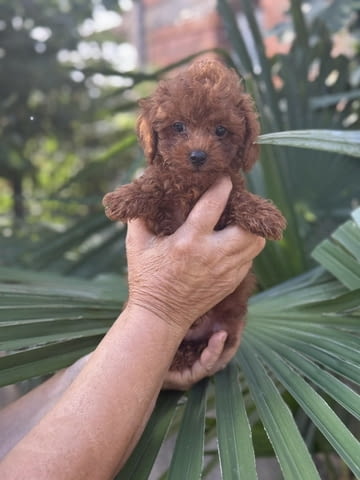 Уникално сладки Той Пудели Toy Poodle, Vaccinated - Yes, Dewormed - Yes - city of Sofia | Dogs - снимка 1