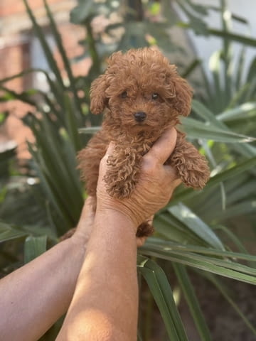 Уникално сладки Той Пудели Toy Poodle, Vaccinated - Yes, Dewormed - Yes - city of Sofia | Dogs - снимка 2