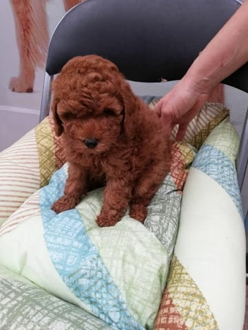 Слаък Той Пудел Toy Poodle, 2 Months, Vaccinated - Yes - city of Sofia | Dogs - снимка 3