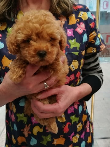 Уникално малки Той пудели Toy Poodle, Vaccinated - Yes, Dewormed - Yes - city of Sofia | Dogs - снимка 1