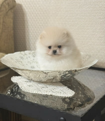 Мини ПОМЕРАНИ (момче и момиче) Pomeranian, Vaccinated - Yes, Dewormed - Yes - city of Sofia | Dogs - снимка 2
