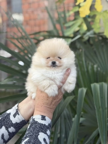 Мини ПОМЕРАНИ (момче и момиче) Pomeranian, Vaccinated - Yes, Dewormed - Yes - city of Sofia | Dogs - снимка 3