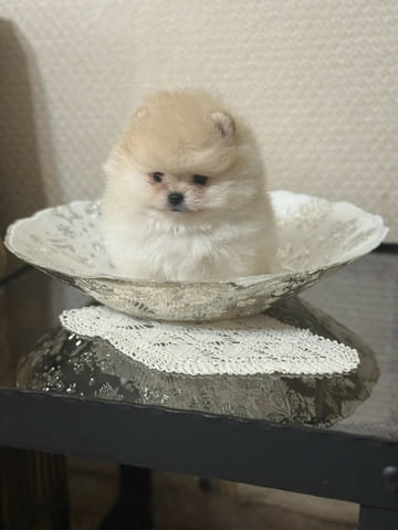 Чудесни и сладки Мини Померани Pomeranian, 2 Months, Vaccinated - Yes - city of Sofia | Dogs - снимка 1