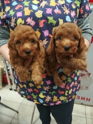 Уникално малки Той пудели Toy Poodle, Vaccinated - Yes, Dewormed - Yes - city of Sofia | Dogs - снимка 2